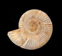 Large Cranaosphinctes ammonite for sale | Buried Treasure Fossils