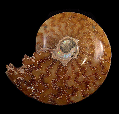 Madagascar ammonite for sale | Buried Treasure Fossils