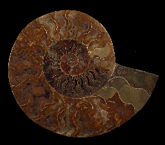 Madagascar ammonite for sale | Buried Treasure Fossils