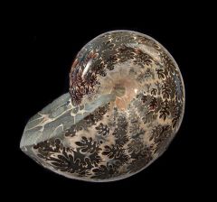 Large Phylloceras ammonite for sale | Buried Treasure Fossils