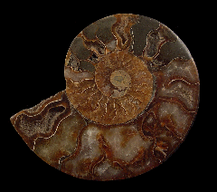 Sliced Cleoniceras ammonite