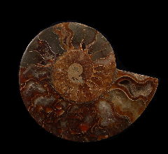 Polished ammonite slice for sale | Buried Treasure Fossils
