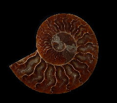 Cleoniceras ammonite for sale | Buried Treasure Fossils