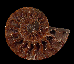 Madagascar ammonite for sale | Buried Treasure Fossils