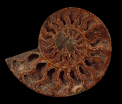 Madagascar ammonite for sale | Buried Treasure Fossils