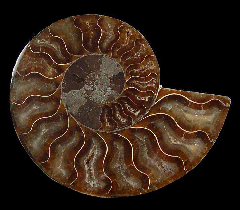 Cretaceous ammonite for sale | Buried Treasure Fossils