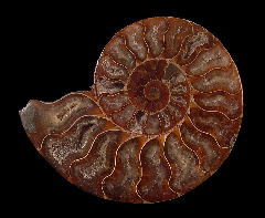 Natural Cleoniceras ammonite for sale | Buried Treasure Fossils