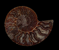Sliced Cleoniceras ammonite | Buried Treasure Fossils