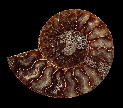 Madagascar ammonite for sale | Buried Treasure Fossils
