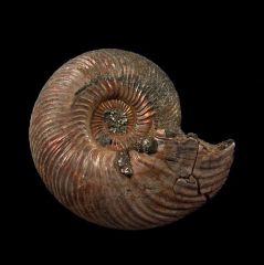 Real pyrite ammonite for sale | Buried Treasure Fossils