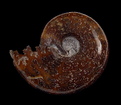 Desmoceras ammonite | Buried Treasure Fossils