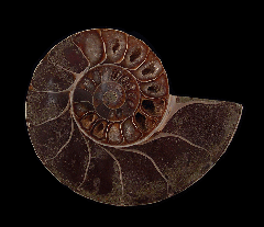 Desmoceras ammonite | Buried Treasure Fossils