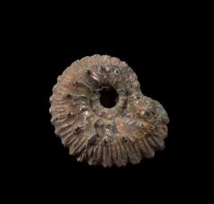 Kosmoceras ammonite | Buried Treasure Fossils