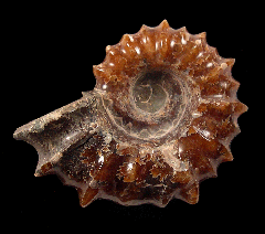 Douvilleiceras ammonite from Madagascar for sale | Buried Treasure Fossils