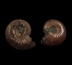 Real pyrite ammonite for sale | Buried Treasure Fossils