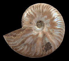 Cleoniceras ammonite sliced pair for sale | Buried Treasure Fossils
