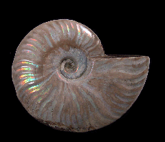 Cheap ammonite pair for sale | Buried Treasure Fossils