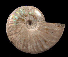 Ammonite from Madagascar for sale