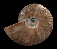Cheap ammonite pair for sale | Buried Treasure Fossils