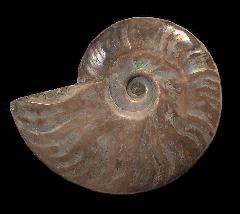 Cheap ammonite pair for sale | Buried Treasure Fossils