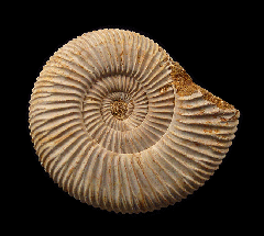 Cleoniceras ammonite polished halves for sale | Buried Treasure Fossils