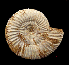 Perisphinctes ammonite | Buried Treasure Fossils