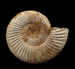 Cleoniceras ammonite polished halves for sale | Buried Treasure Fossils
