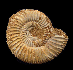 Cleoniceras ammonite polished halves for sale | Buried Treasure Fossils