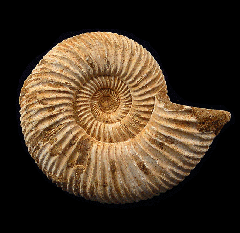Cleoniceras ammonite polished halves for sale | Buried Treasure Fossils
