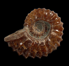 Douvilleiceras ammonite | Buried Treasure Fossils