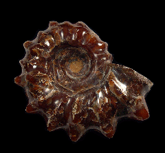 Douvilleiceras ammonite | Buried Treasure Fossils