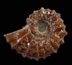 Douvilleiceras ammonite | Buried Treasure Fossils