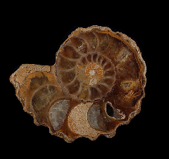 Douvilleiceras ammonite | Buried Treasure Fossils