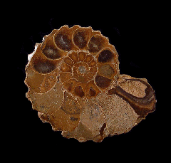 Douvilleiceras ammonite pair for sale | Buried Treasure Fossils