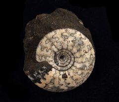 Craspedites nodiger