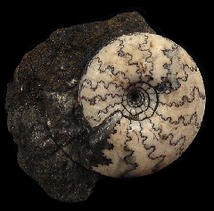 Craspedites nodiger