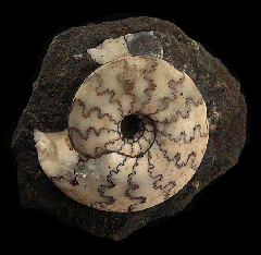 Craspedites nodiger