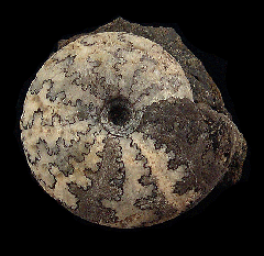 Craspedites nodiger
