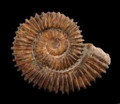 Aegocrioceras ammonites for sale | Buried Treasure Fossils