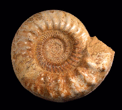 Kranosphinctes ammonite | Buried Treasure Fossils