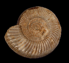 Large Cranaosphinctes for sale | Buried Treasure Fossils