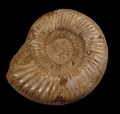 Kranosphinctes (Perisphinctes) for sale | Buried Treasure Fossils