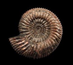 Ammonite - Speetoniceras for sale | Buried Treasure Fossils