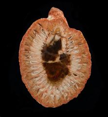 Araucaria  mirabilis  