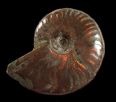 Large Madagascar red flash ammonite for sale 