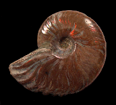 Real red flash polished ammonite for sale | Buried Treasure Fossils