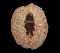 Fossil  pine cone for sale | Buried Treasure Fossils