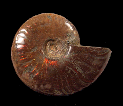 Real red flash ammonite for sale