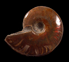 Real red flash polished ammonite for sale | Buried Treasure Fossils