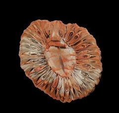 Colorful Araucaria pine cone polished half for sale | Buried Treasure Fossils